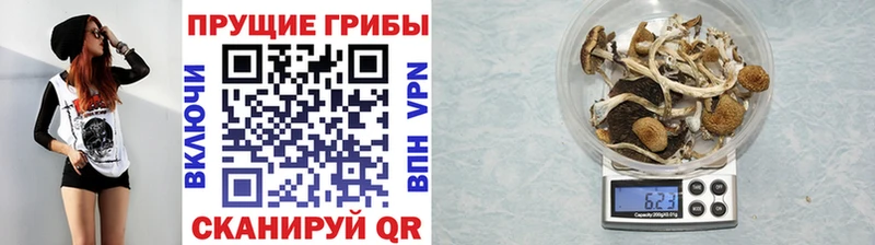 как найти наркотики  Серафимович  Галлюциногенные грибы Psilocybe 